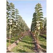 Tissue Culture Teak Plants